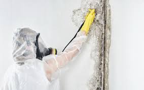 Professional Mold Removal & Remediation in Orange Blossom, CA